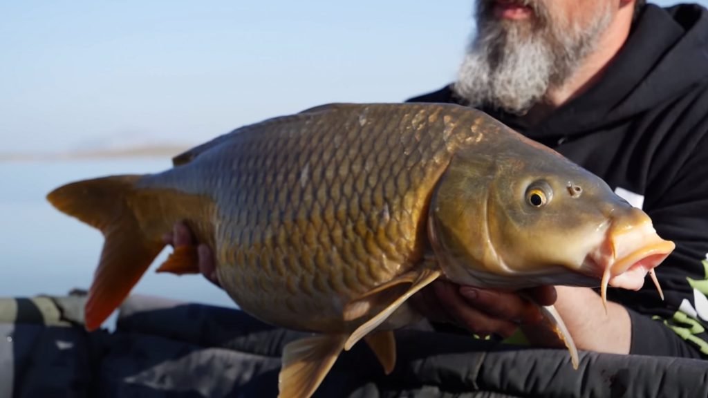 Alanje Barber Fishing