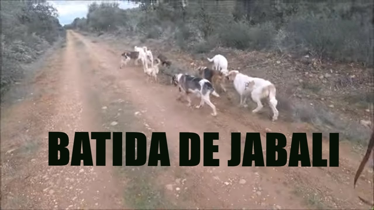 Batida De Jabali Videos De Caza Mayor