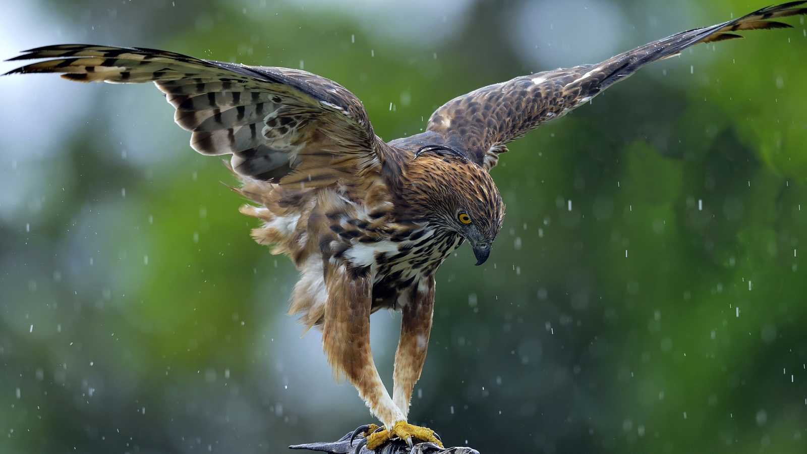 Cazadoras De Los Cielos