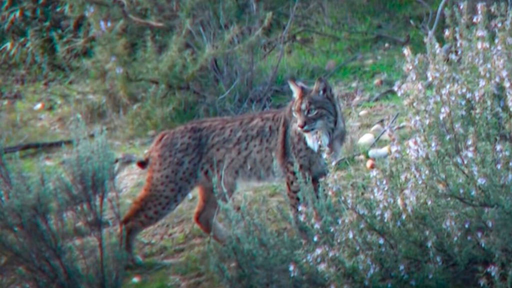 El Lince En Sierra Morena Ecologia Y Comportamiento De Un Depredador