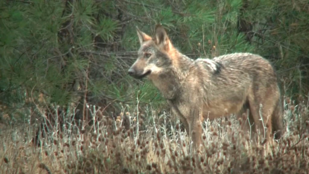 El Lobo De Iberia Lobo Iberico