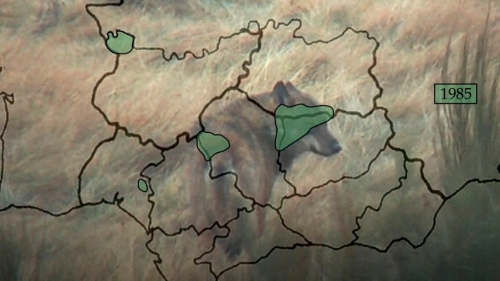 El Lobo En Sierra Morena Al Filo De La Supervivencia