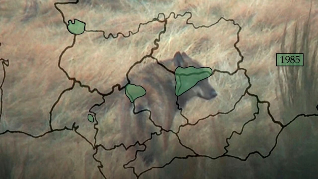El Lobo En Sierra Morena Al Filo De La Supervivencia