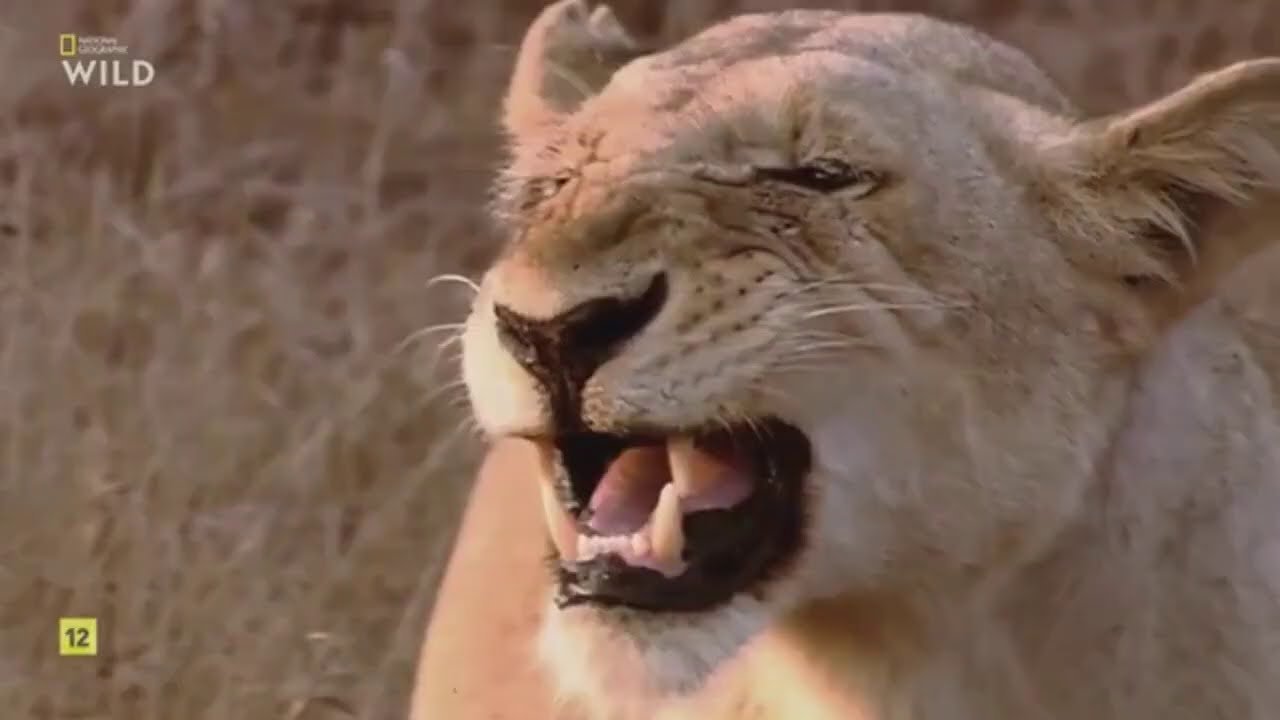 El Reino Letal De Africa Praderas