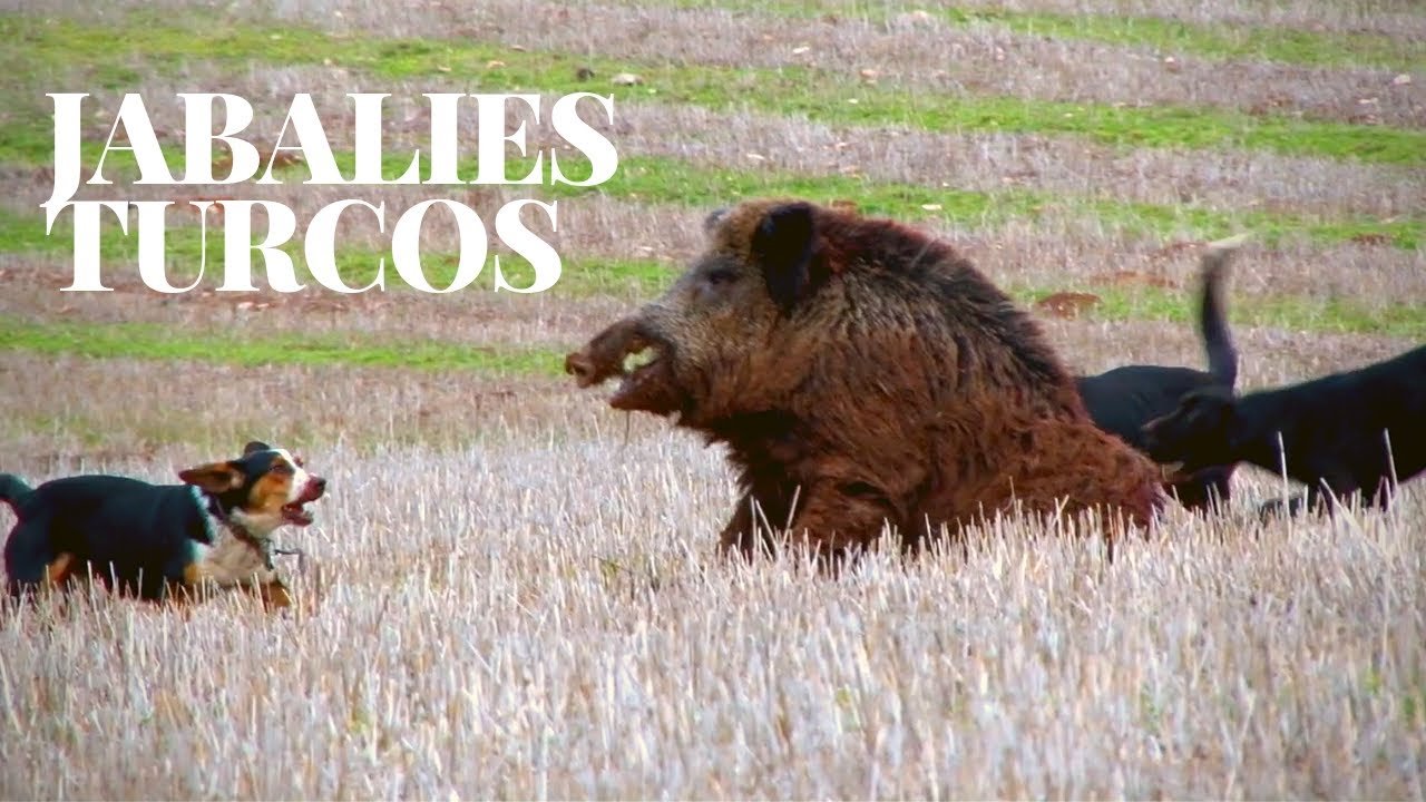 Jabalies Turcos