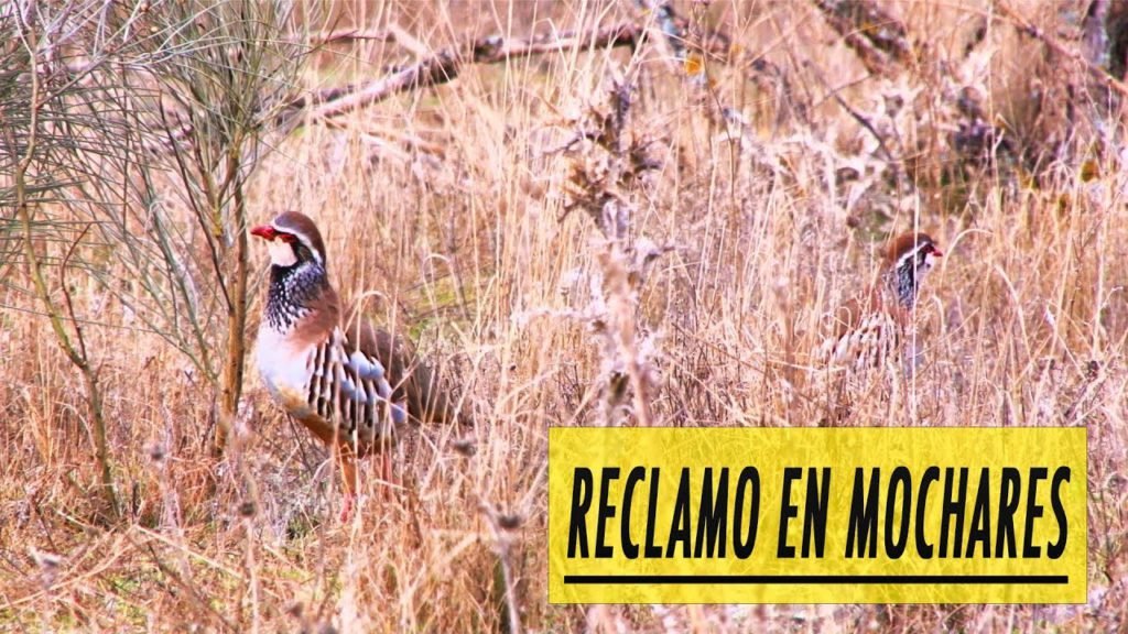 Reclamo En Mochares