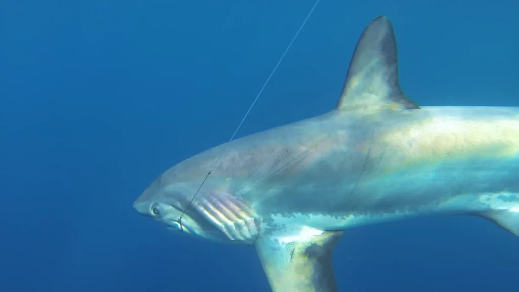 Pescando Tiburones Con Fortes Capitulo 2