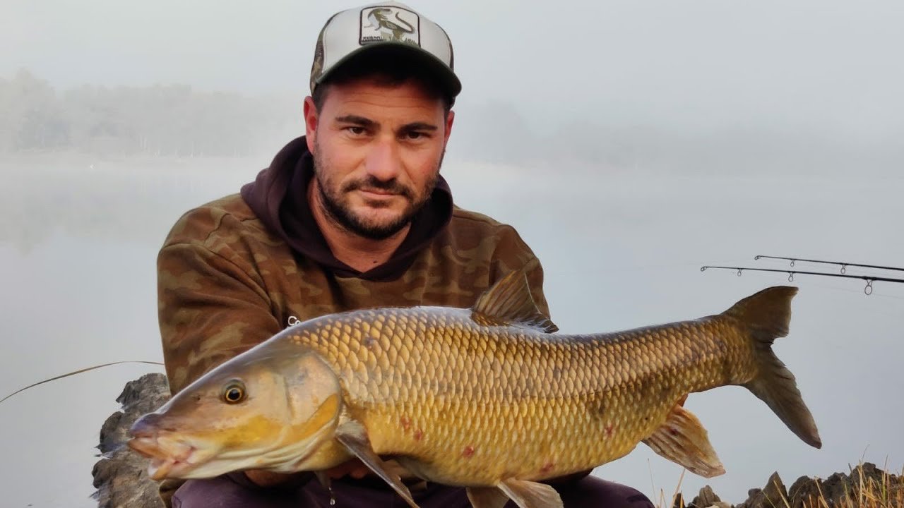 Barbos del Garcia Sola
