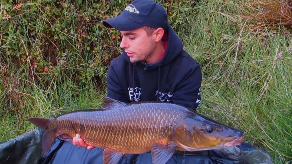 Barbos del Guadiana | HD