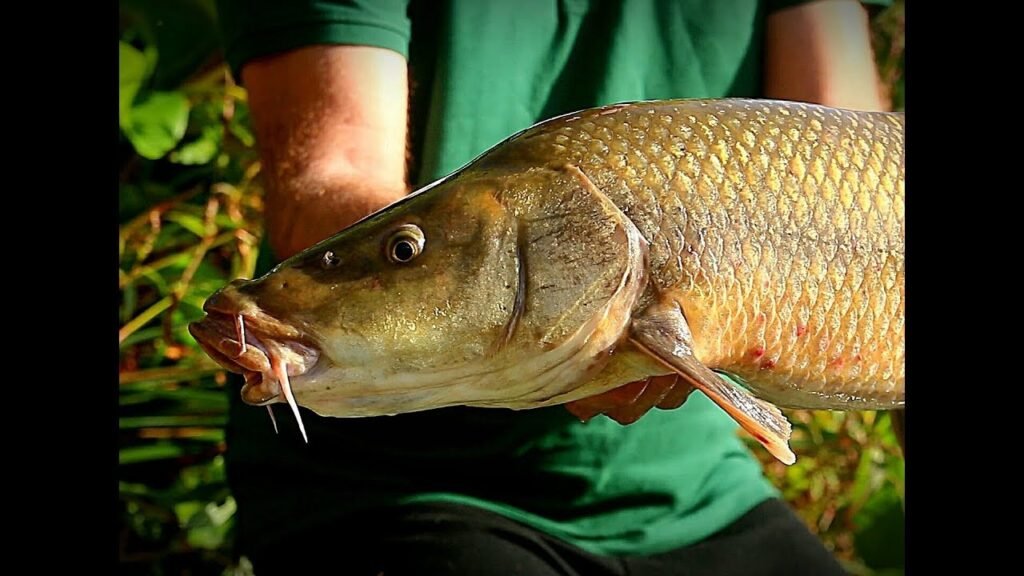 Barbos y gatos del Guadiana
