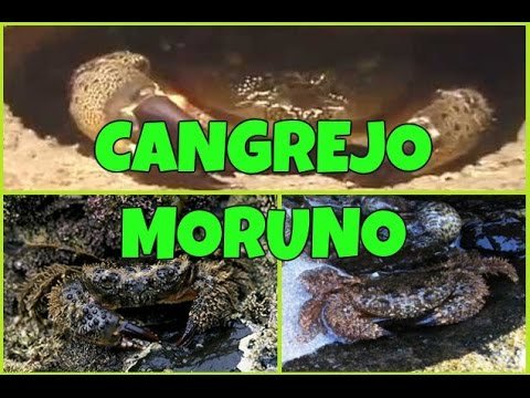 Barracudo- El cangrejo Moruno