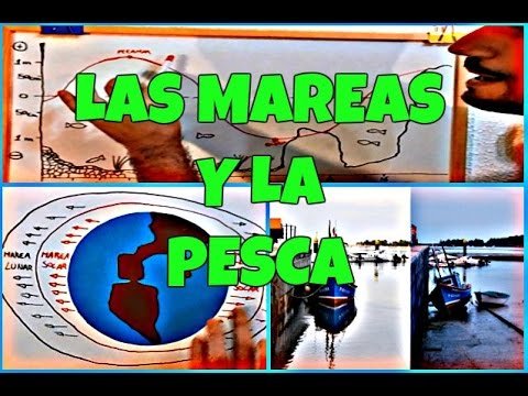 Barracudo- Las mareas y la pesca