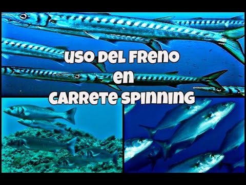 Barracudo- Uso del freno en carrete de spinning