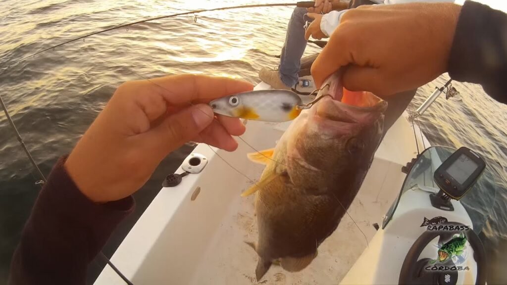 Black bass y barbos en Septiembre | HD