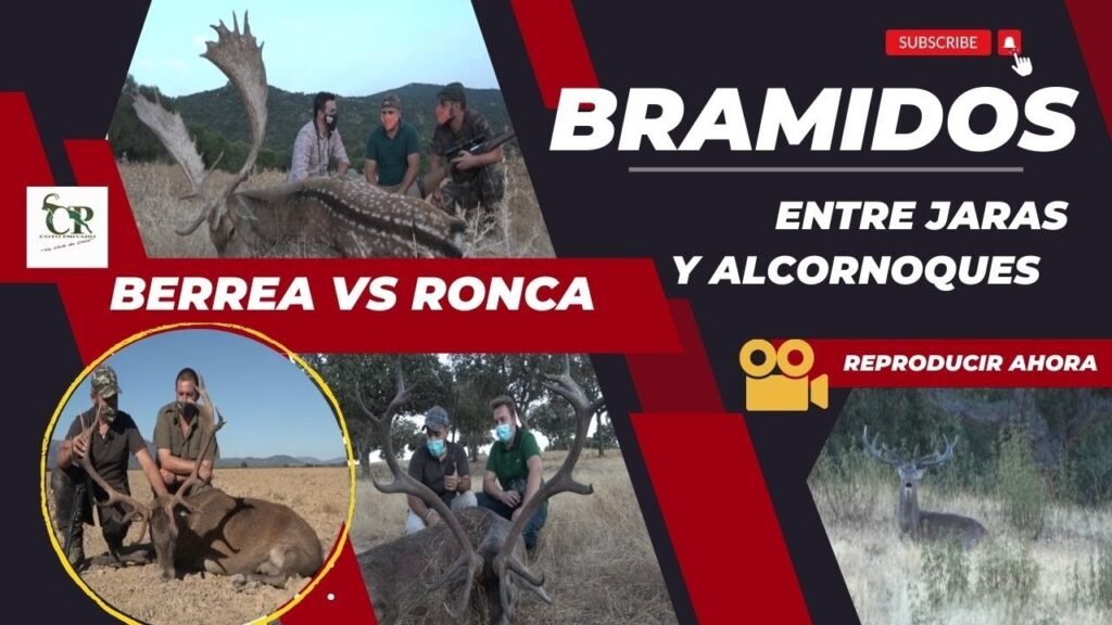 BRAMIDOS ENTRE JARAS Y ALCORNOQUES - BERREA VS RONCA