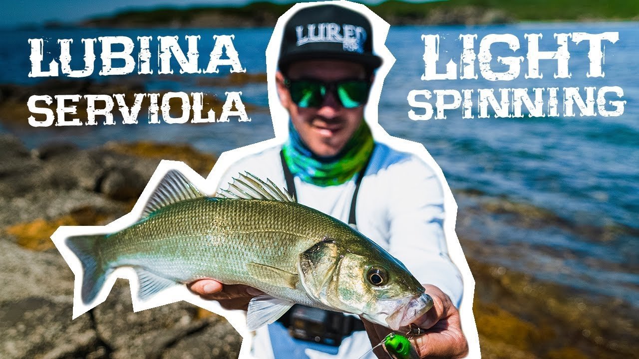 Buscando LUBINAS y SERVIOLAS en SUPERFICIE a SPINNING LIGERO | Lured Vlog 139