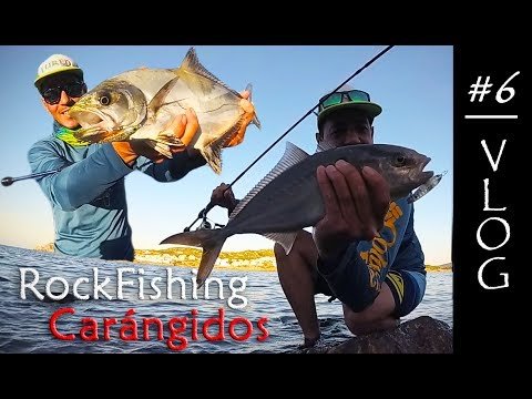 Carángidos a RockFishing | Lured Vlog 6