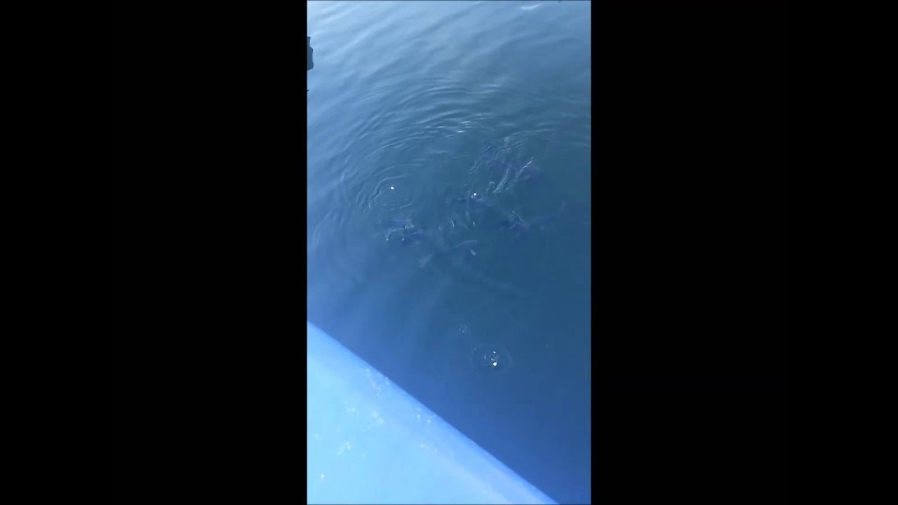 Carpas y barbos comiendo