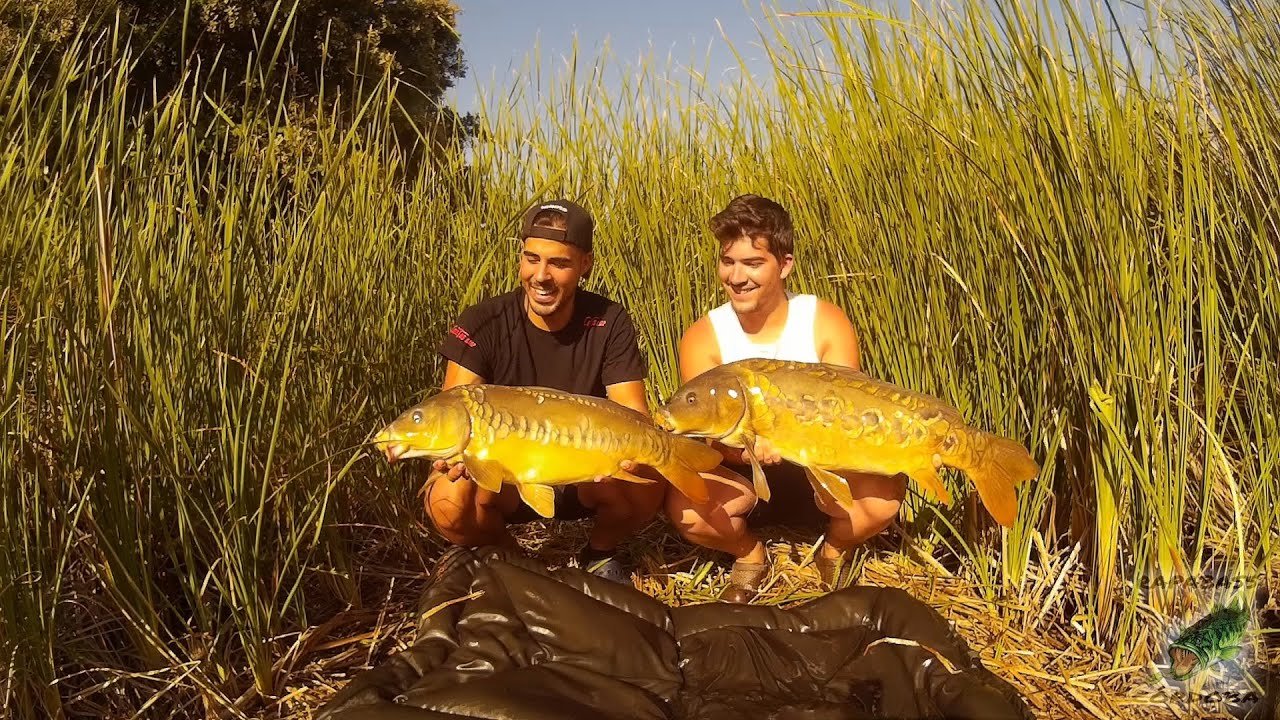 Carpfishing en Agosto | HD