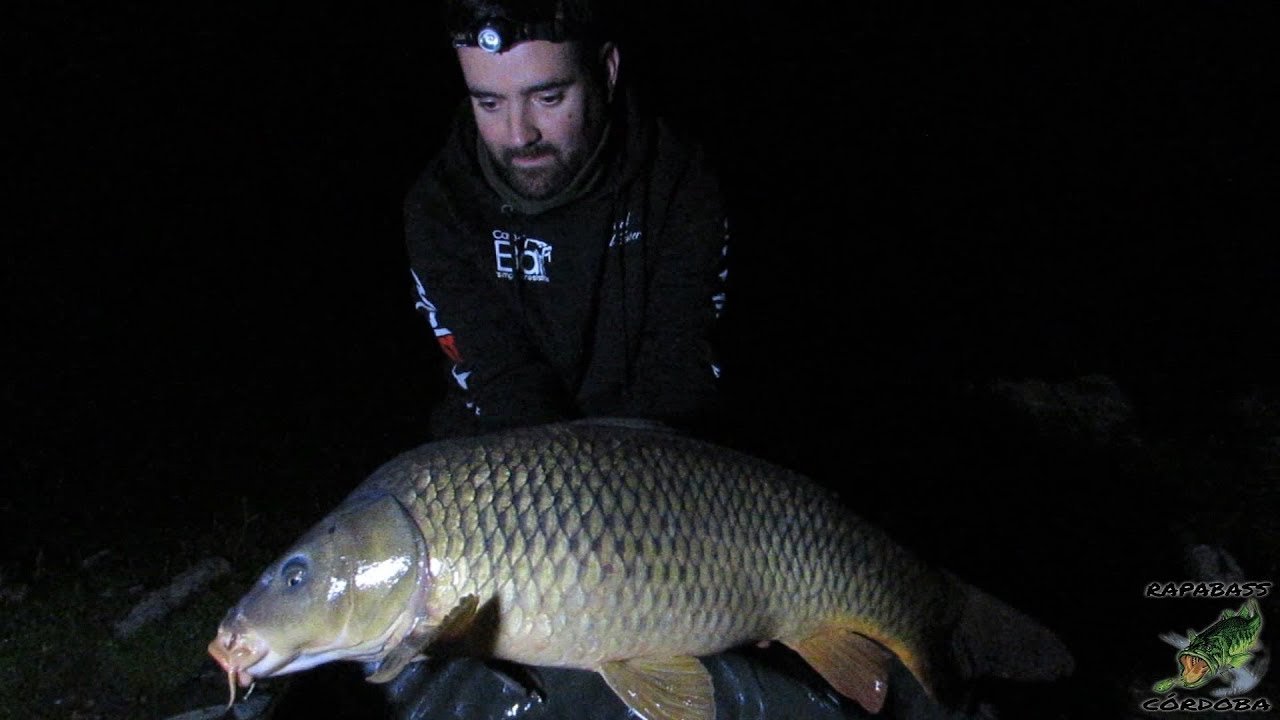 CARPFISHING EN ORELLANA 2.0 | HD