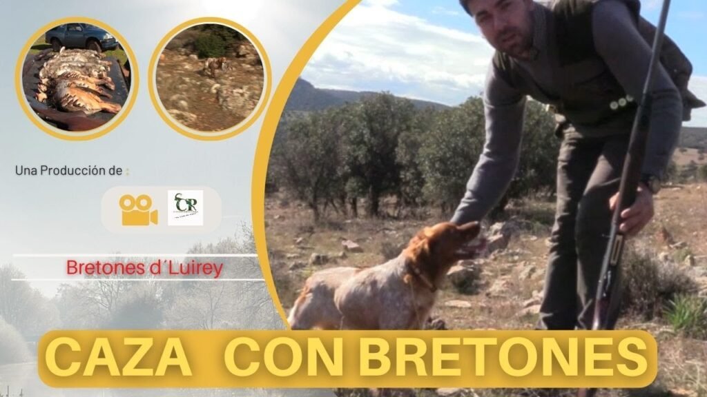 CAZA CON BRETONES Con Bretones d´Luisrey