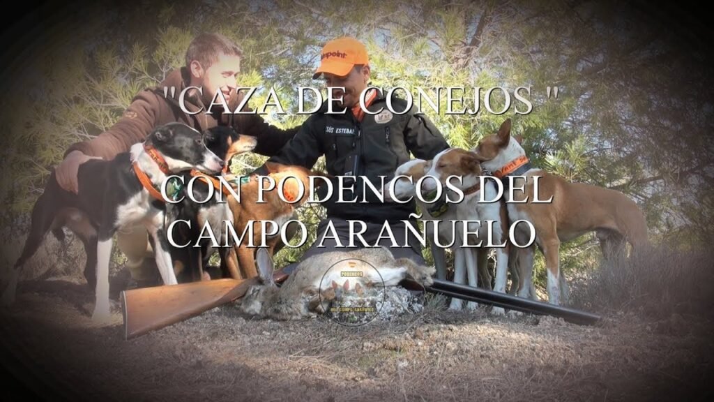 CAZA DE CONEJOS CON PODENCOS DEL CAMPO ARAÑUELO/ HUNTING OF RABBITS WITH PODENCOS