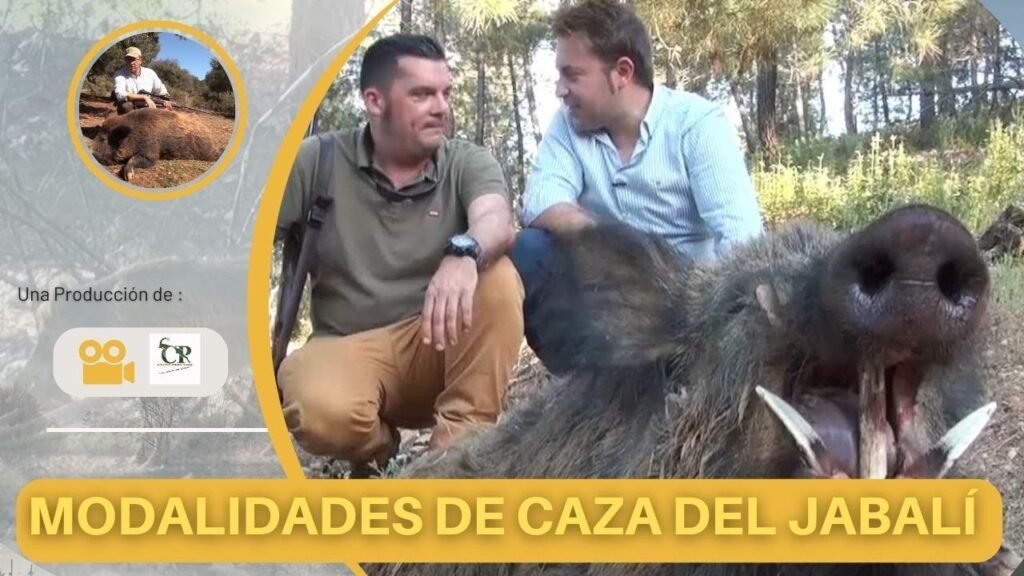 CAZA DEL JABALÍ 🐗 EN ESPAÑA  🇪🇸 EN SUS DISTINTAS MODALIDADES