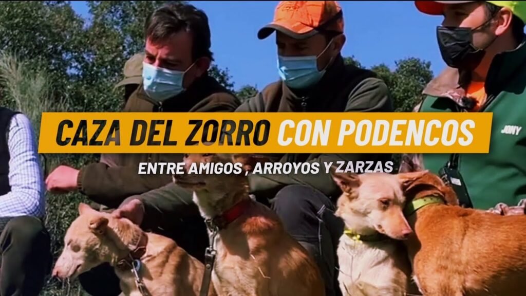 CAZA DEL ZORRO CON PODENCOS ENTRE AMIGOS  EN ZARZAS Y ARROYOS . En Holguera 28 Febrero 2021.
