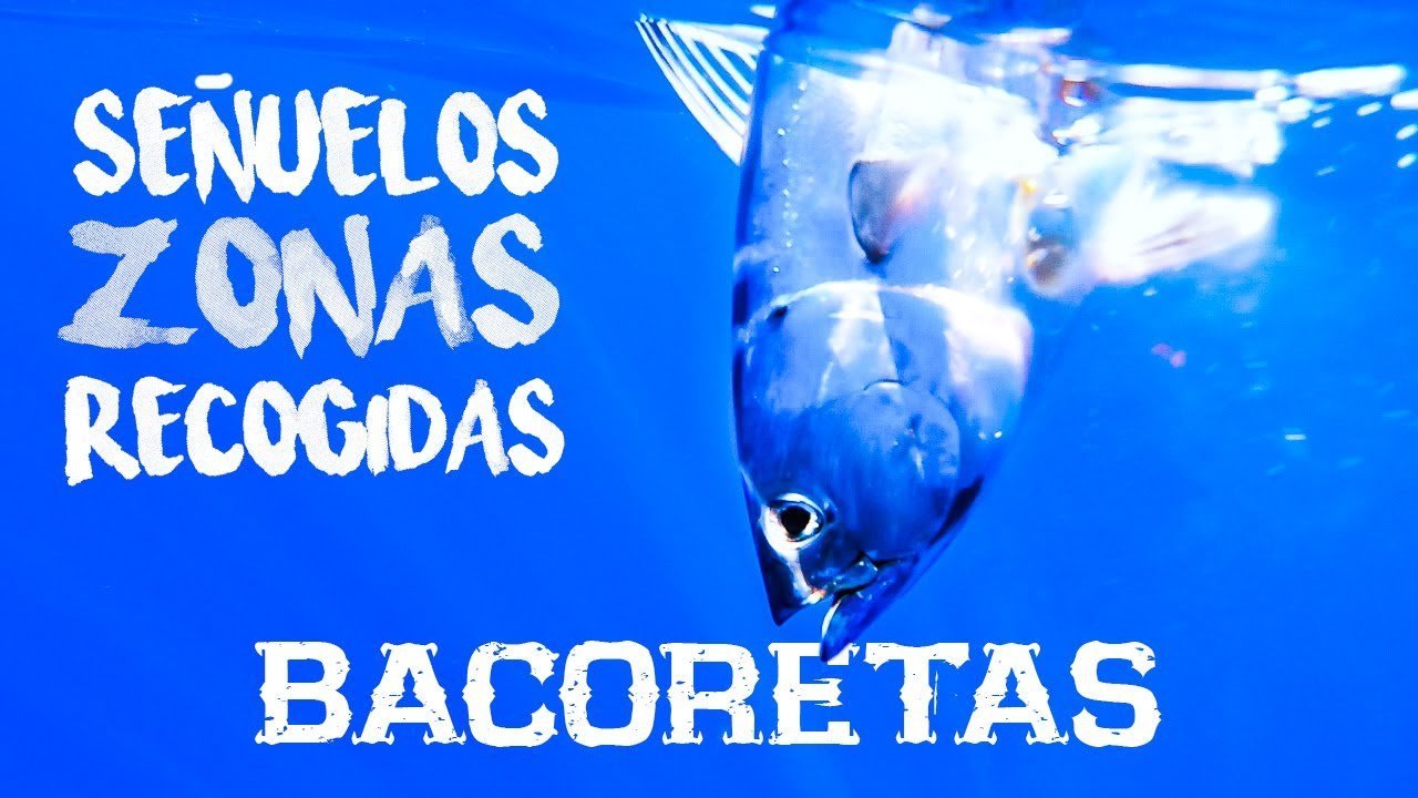 Cómo PESCAR MÁS BACORETAS desde COSTA