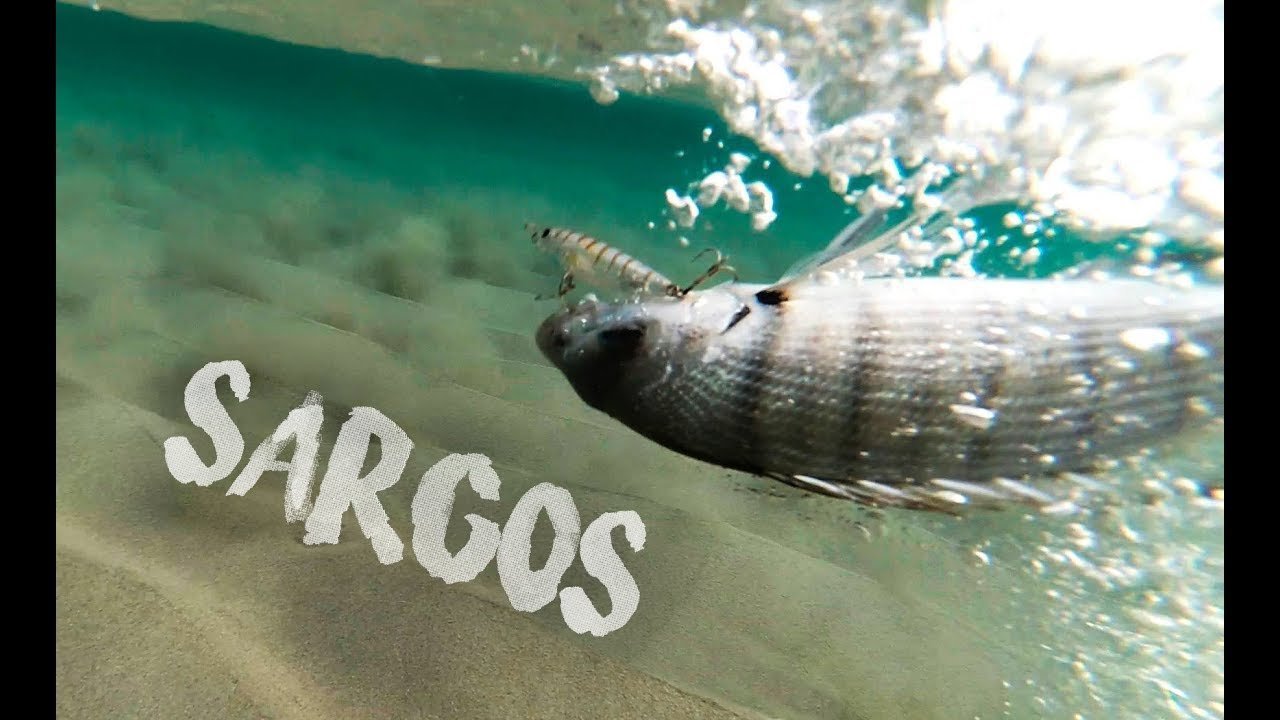 Cómo Pescar SARGOS a SPINNING & ROCKFISHING con SEÑUELOS