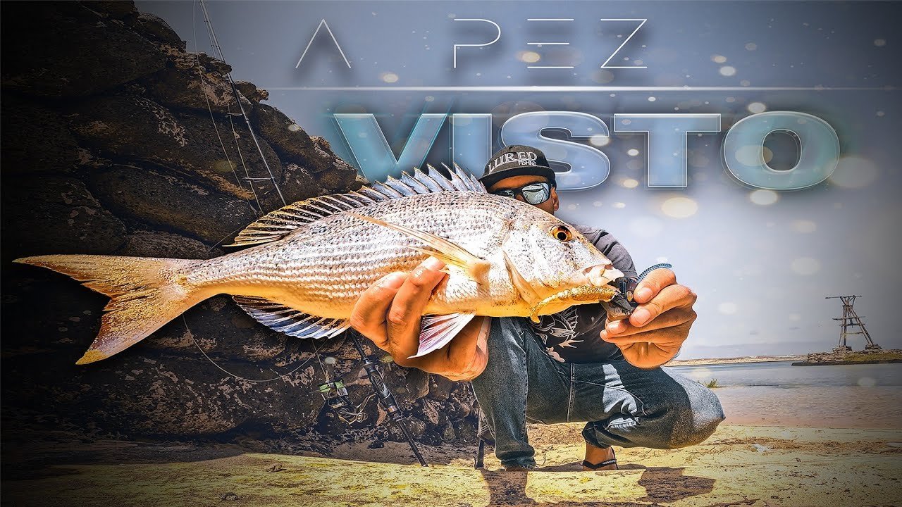 DENTÓN a PEZ VISTO & ℝ ℂ    [    #6] | Lured Vlog 311