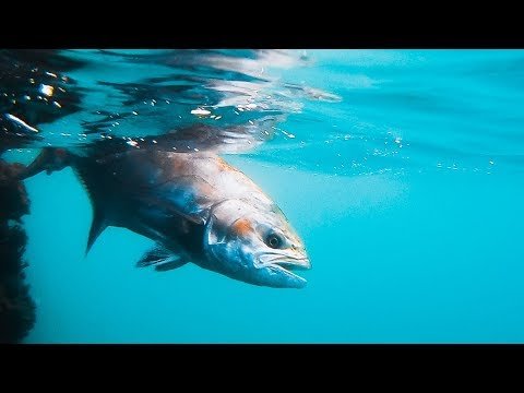 ¿El CAPTURA Y SUELTA está MAL?