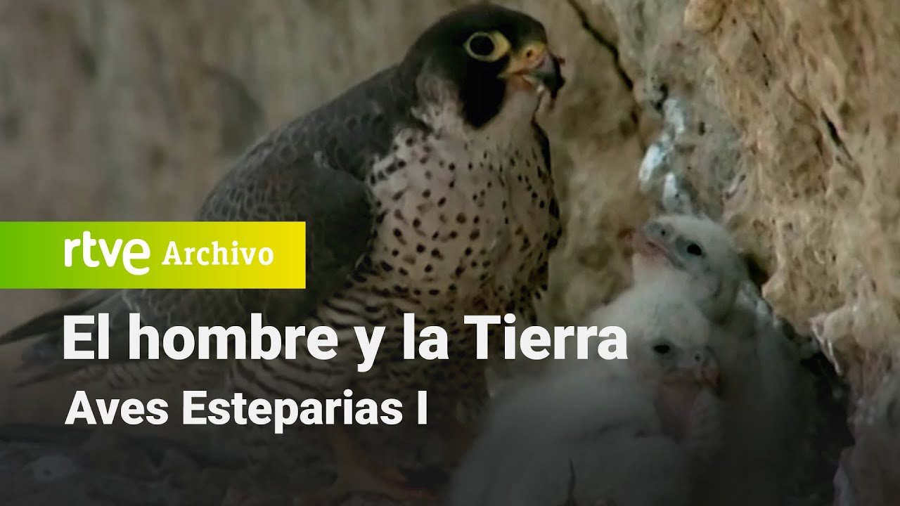 El hombre y la tierra: Capítulo 103 - Aves Esteparias I | RTVE Archivo