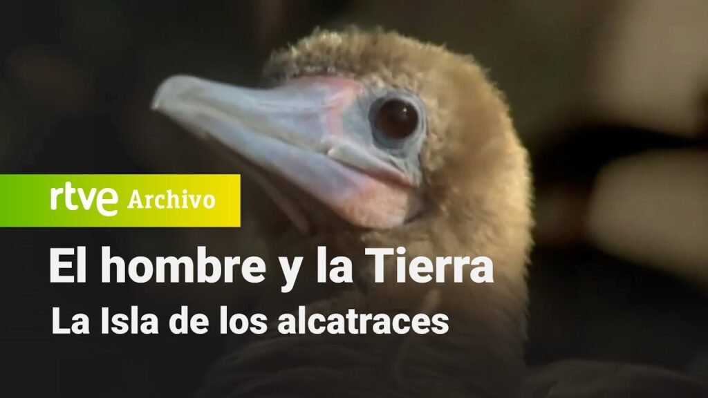 El hombre y la Tierra: Capítulo 16 - La isla de los alcatraces | RTVE Archivo