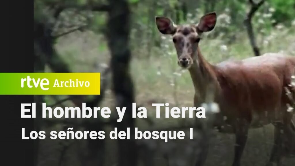 El hombre y la tierra: Capítulo 21 - Los señores del bosque I | RTVE Archivo