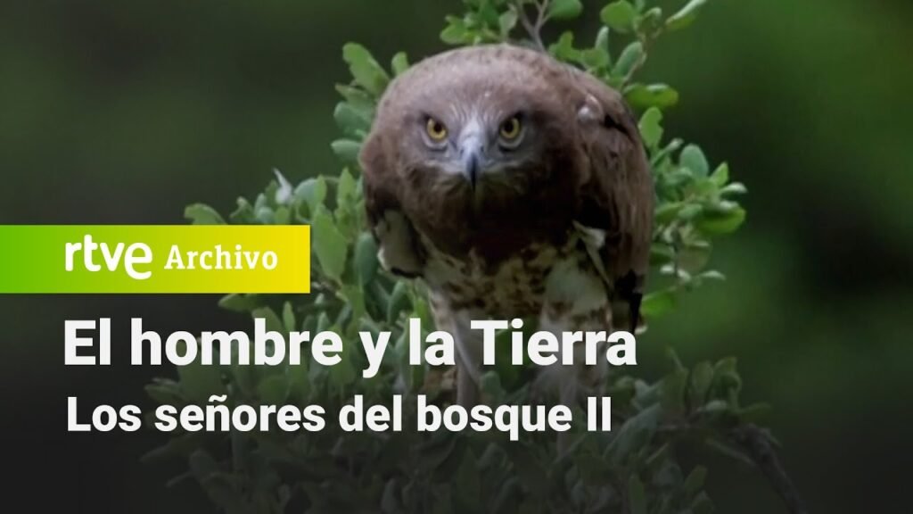 El hombre y la tierra: Capítulo 22 - Los señores del bosque II | RTVE Archivo