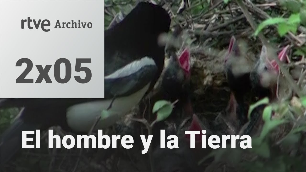 El hombre y la tierra: Capítulo 23 - Los pequeños matadores I | RTVE Archivo