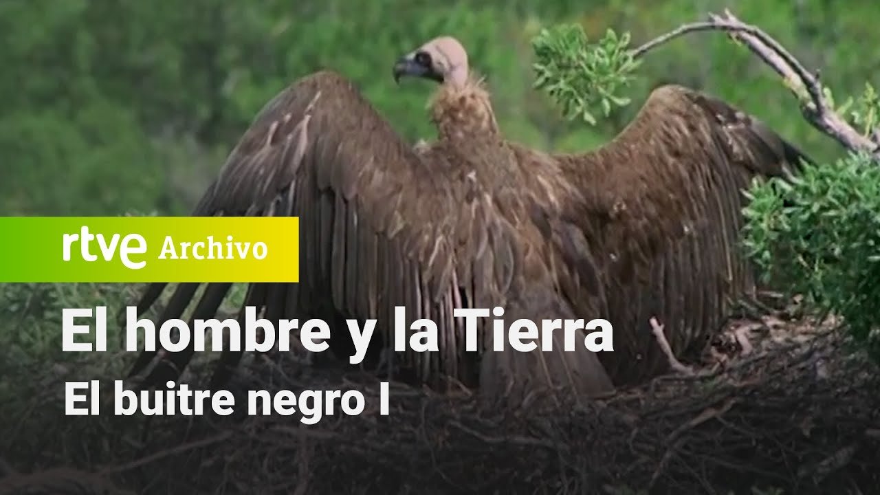 El hombre y la tierra: Capítulo 25 - El buitre negro I | RTVE Archivo