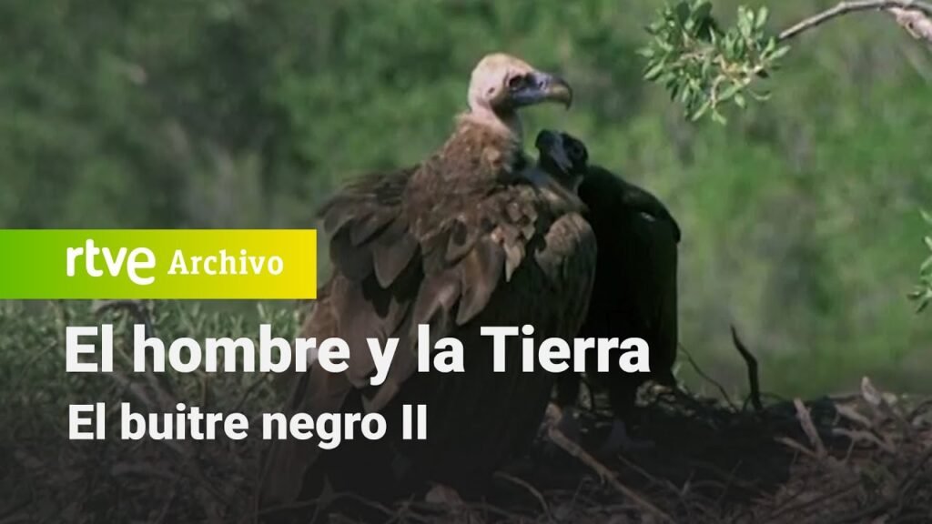 El hombre y la tierra: Capítulo 26 - El buitre negro II | RTVE Archivo