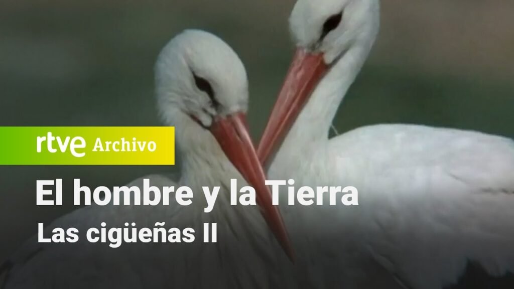 El hombre y la tierra: Capítulo 28 - Las cigüeñas II | RTVE Archivo