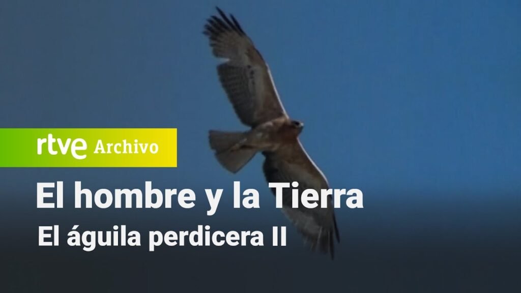 El hombre y la tierra: Capítulo 30 - El águila perdicera II | RTVE Archivo