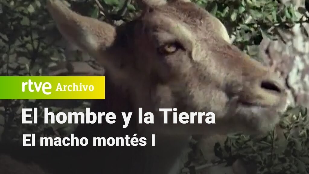 El hombre y la tierra: Capítulo 31 - El macho montés I | RTVE Archivo