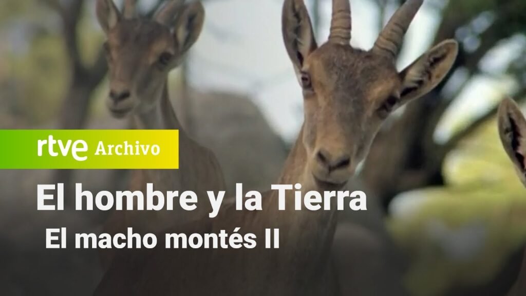 El hombre y la tierra: Capítulo 32 - El macho montés II | RTVE Archivo