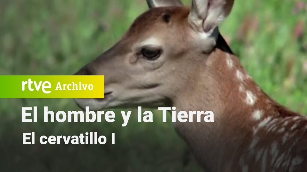 El hombre y la tierra: Capítulo 39 - El cervatillo I | RTVE Archivo