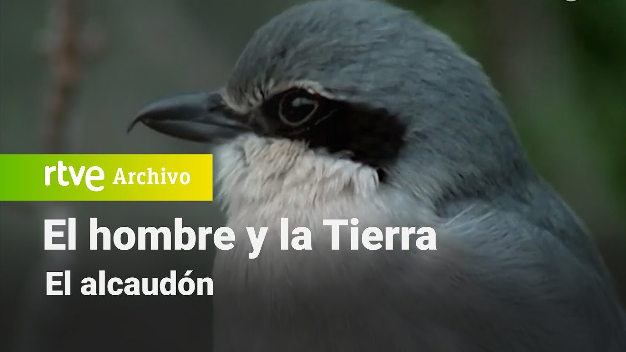 El hombre y la tierra: Capítulo 44 - El alcaudón | RTVE Archivo