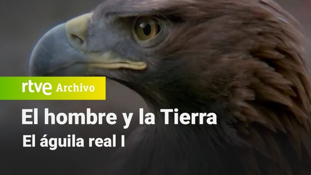 El hombre y la tierra: Capítulo 46 - El águila real I | RTVE Archivo