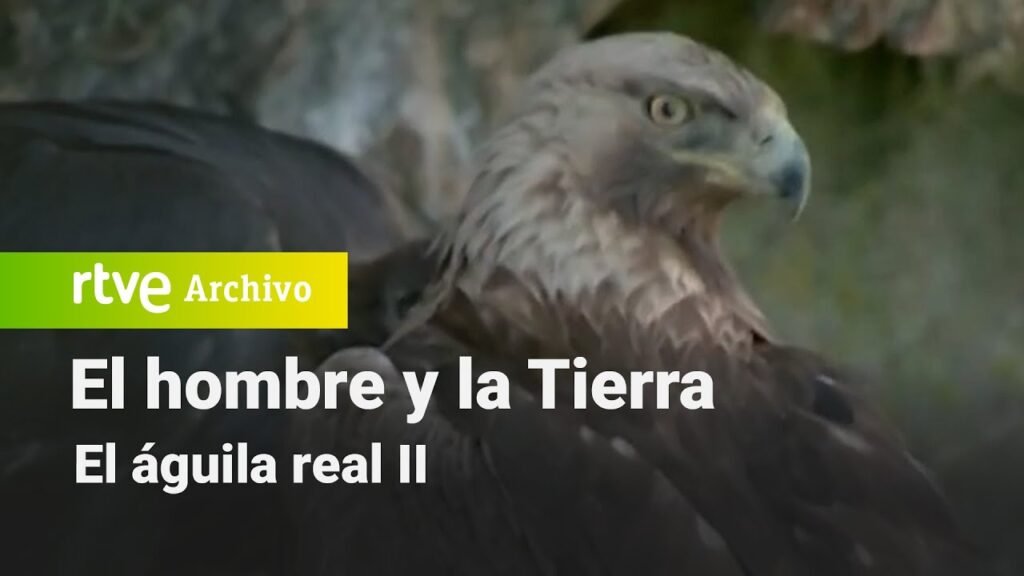 El hombre y la tierra: Capítulo 47 - El águila real II | RTVE Archivo