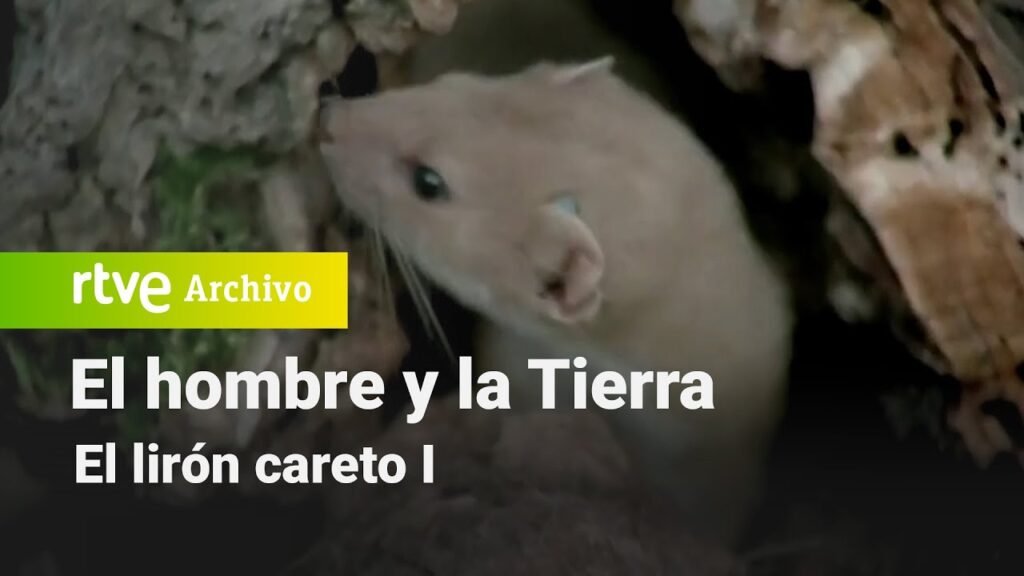 El hombre y la tierra: Capítulo 48 - El lirón careto I | RTVE Archivo