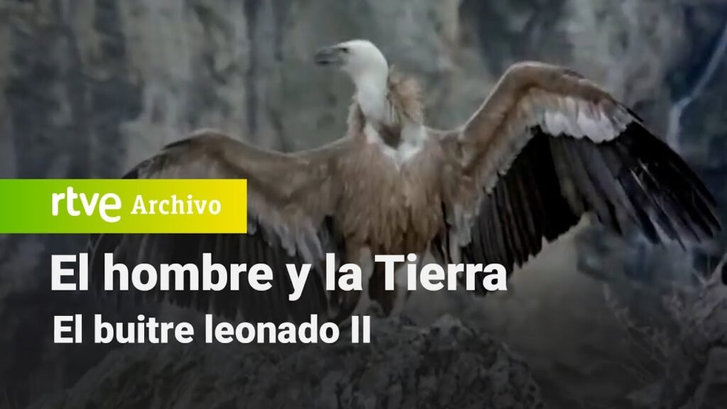 El hombre y la tierra: Capítulo 51 - El buitre leonado II | RTVE Archivo