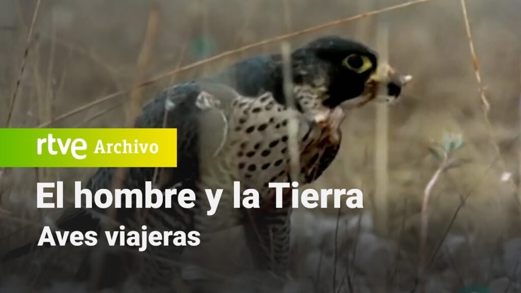 El hombre y la tierra: Capítulo 52 - Aves viajeras | RTVE Archivo